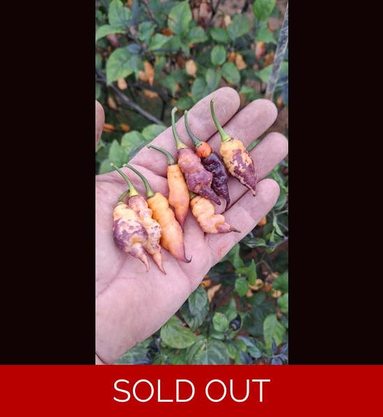 PSEUDO GANZO pastel (f7) -> (f8)  (10+seeds)